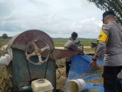 Program Kampung Tangguh, Bhabinkamtibmas Polsek Peureulak Barat Bantu Petani Panen Padi