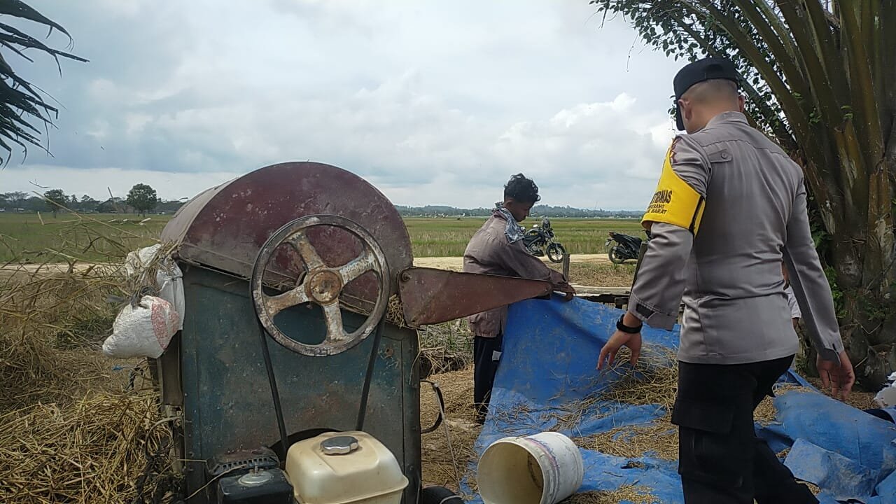 Program Kampung Tangguh, Bhabinkamtibmas Polsek Peureulak Barat Bantu Petani Panen Padi