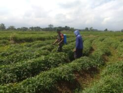 Dukung Ketahanan Pangan, Babinsa Bendunganjati Koramil Pacet Dampingi Petani Tanam – Rawat Ubi Cilembu