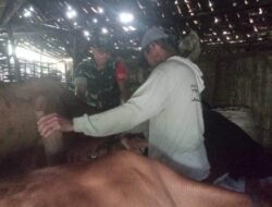 Babinsa Mojowiryo Bareng PPL Lakukan Penandaan Hewan Ternak