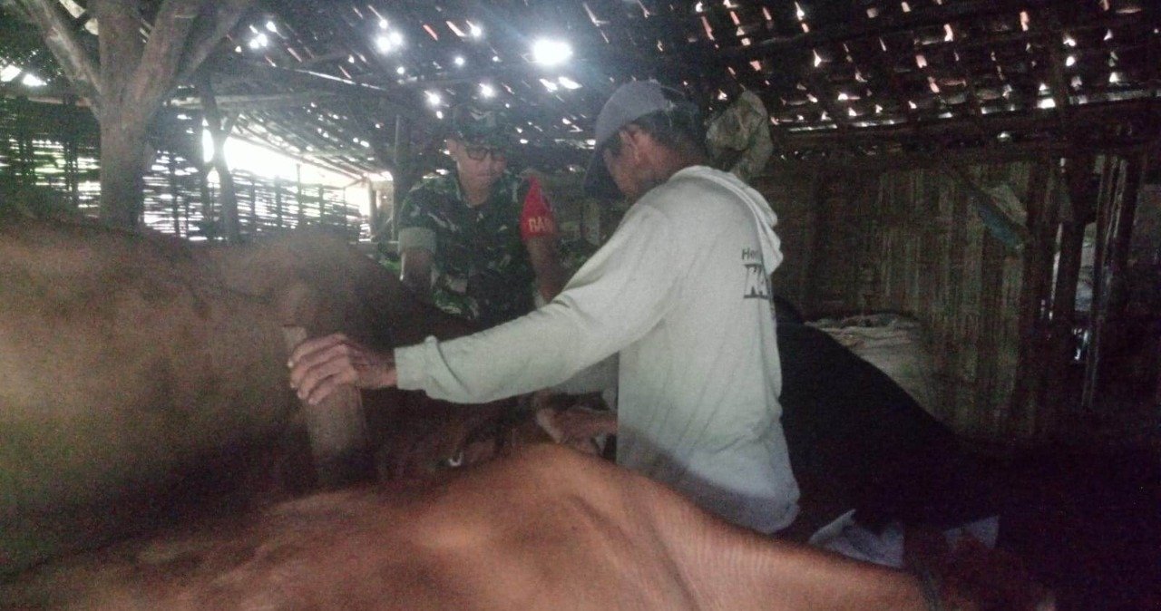 Babinsa Mojowiryo Bareng PPL Lakukan Penandaan Hewan Ternak