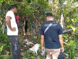 Tiga Ekor Kambing Milik Warga Peunaron Dimangsa Harimau