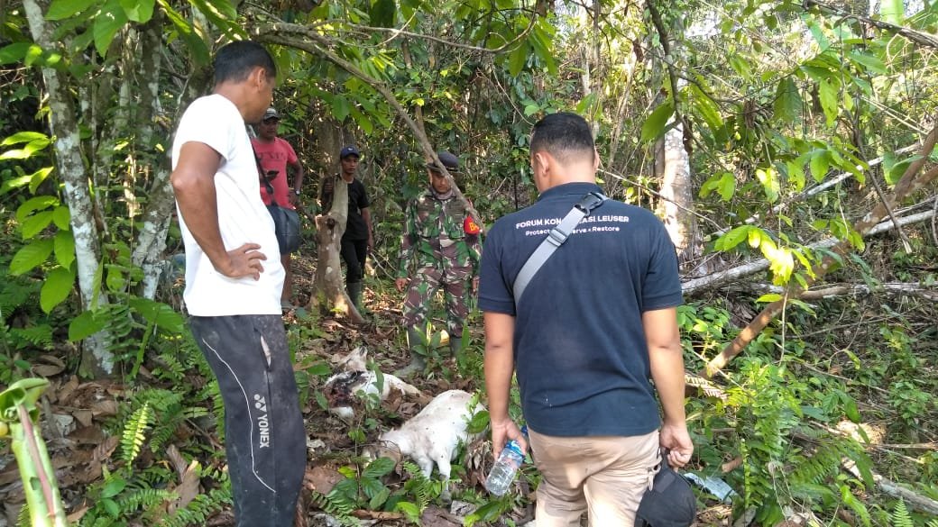 Tiga Ekor Kambing Milik Warga Peunaron Dimangsa Harimau