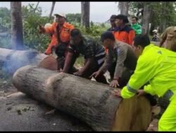 Gercep, Polisi Bersama TNI dan BPBD Evakuasi Pohon Tumbang, Akses Jalan Kembali Lancar