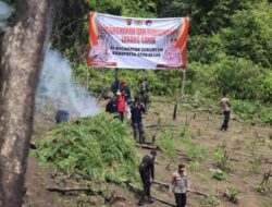 Kapolda Aceh: Keseluruhan Ada 43 Hektar Ladang Ganja Siap Panen Dimusnahkan