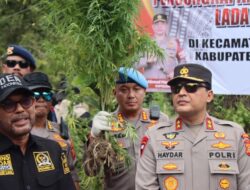 Kapolda Aceh: Keseluruhan Ada 43 Hektar Ladang Ganja Siap Panen Dimusnahkan