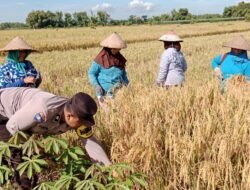 Polisi Sahabat Petani, Panen Raya Berkat Inovasi Pak Bhabin di Kota Mojokerto