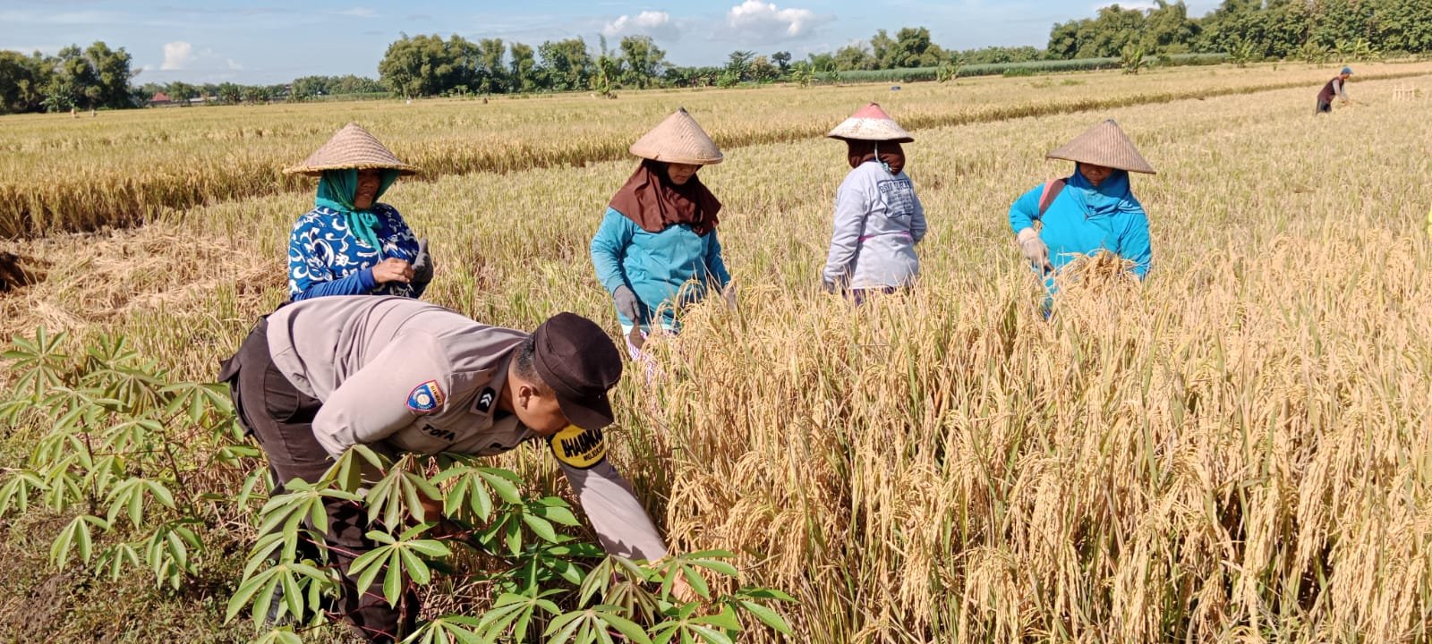 Polisi Sahabat Petani, Panen Raya Berkat Inovasi Pak Bhabin di Kota Mojokerto