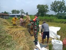 Usaha Tak Khianati Hasil, Babinsa Koramil Gondang Dampingi Warga Panen Padi