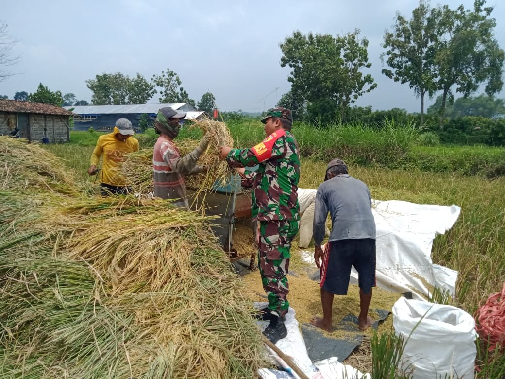 Usaha Tak Khianati Hasil, Babinsa Koramil Gondang Dampingi Warga Panen Padi