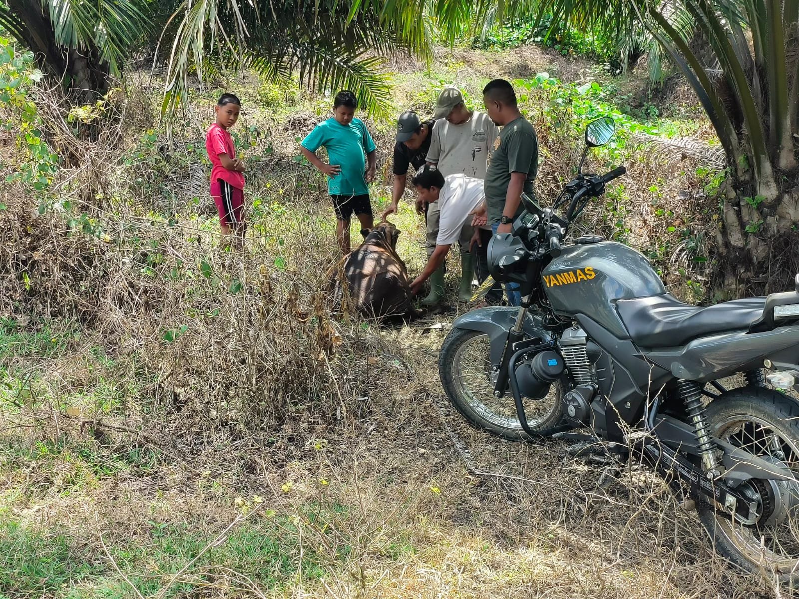 Harimau Serang Sapi di Banda Alam, Ditemukan Luka Bekas Gigitan