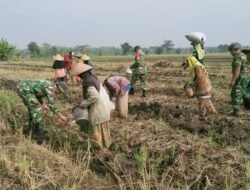 Topang Ketahanan Pangan Koramil Kutorejo Bareng Petani Tanam Jagung Hibrida
