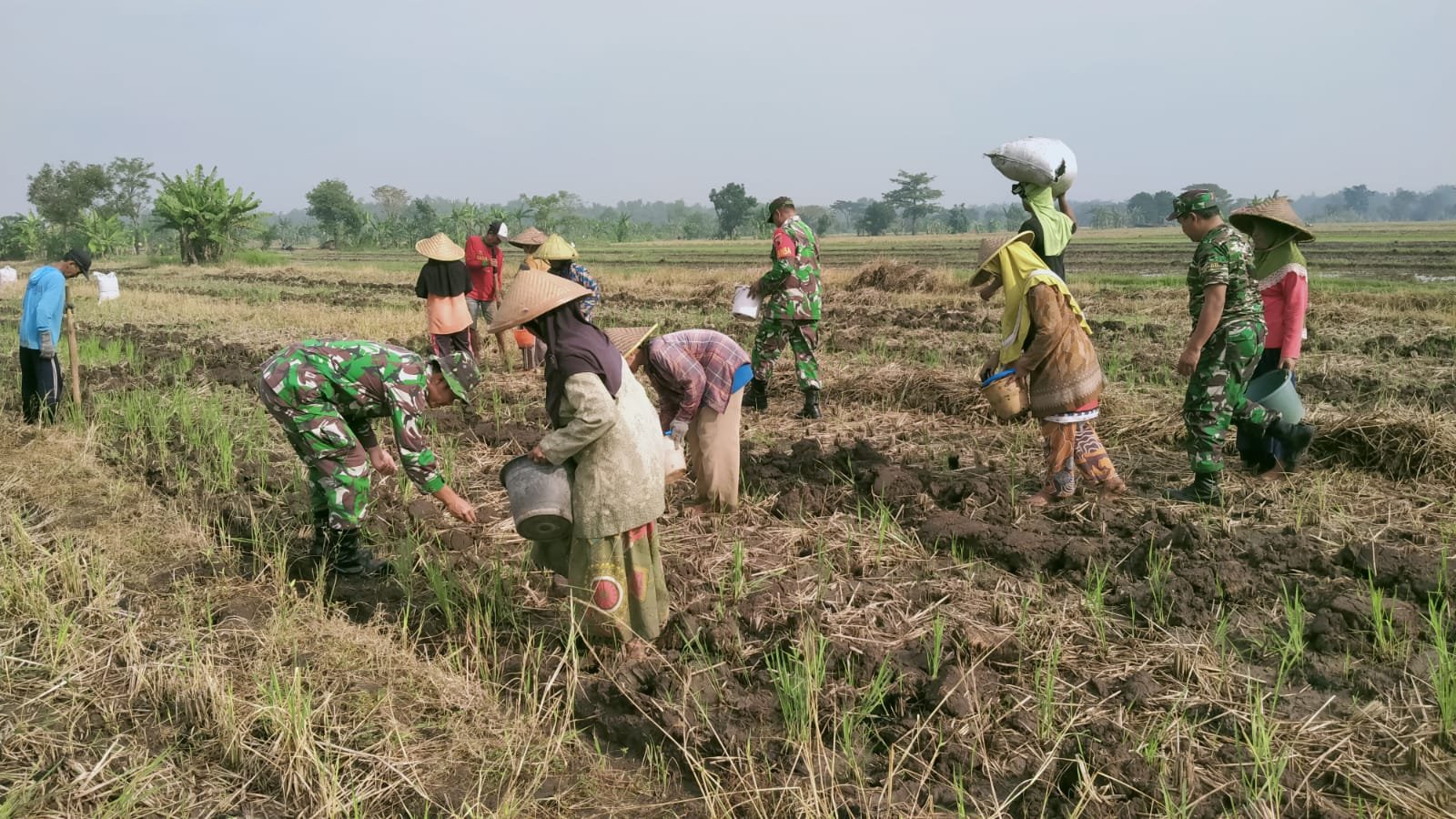 Topang Ketahanan Pangan Koramil Kutorejo Bareng Petani Tanam Jagung Hibrida