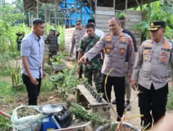 Ratusan Batang Tanaman Ganja Ditemukan di Kebun Warga