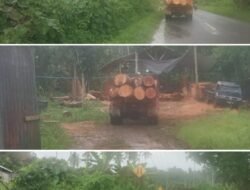 Mantan Pejabat BPBD Halsel Angkut Kayu, Lintasi Jalan Umum Tanpa Ada Pencegahan dari APH