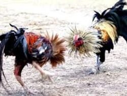 Hebat, Sabung Ayam Bono Tulungagung Masih Buka di bulan suci Ramadhan , Ada Apa Ini??