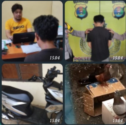 Polsek Kota Agung Tangkap Oknum PNS Bandar Negeri Semuong Resedivis, Kasus Pencurian Burung Merpati/Kicau