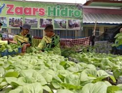 Hasil Budidaya Hidroponik Lapas Rajabasa Siap Ramaikan Pasar Dagang Sayur Mayur DI Wilayah Lampung
