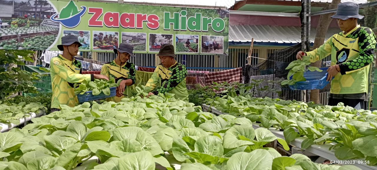 Hasil Budidaya Hidroponik Lapas Rajabasa Siap Ramaikan Pasar Dagang Sayur Mayur DI Wilayah Lampung