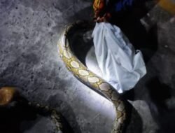 Kaget Lihat Ular Python Panjang 3 Meter, Solikhan Warga Jati Sidoarjo Langsung Lapor Call Center 112