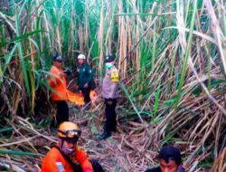 Polisi Bersama BPBD dan Warga Berhasil Temukan Lansia Yang Dikabarkan Hilang di Lahan Tebu Situbondo
