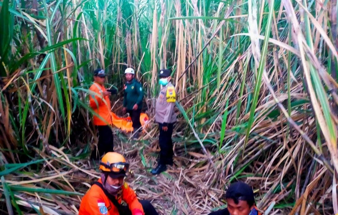 Polisi Bersama BPBD dan Warga Berhasil Temukan Lansia Yang Dikabarkan Hilang di Lahan Tebu Situbondo