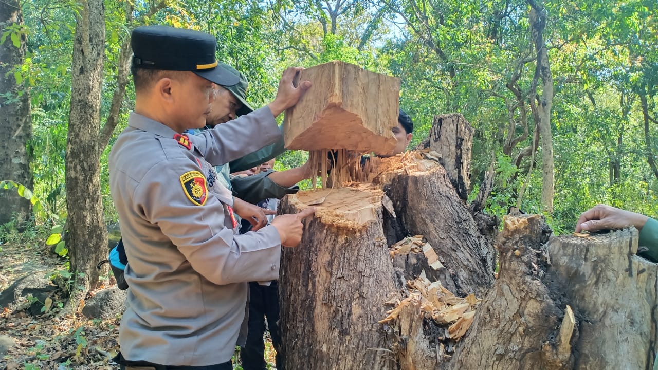 Polisi Berhasil Ungkap Kasus Ilegal Loging di Taman Nasional Baluran Situbondo