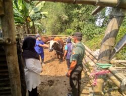 Waspada Wabah LSD Koramil Dlanggu Dampingi PPL BPP Lakukan Pemeriksaan Hewan Ternak Sapi Dan Kambing