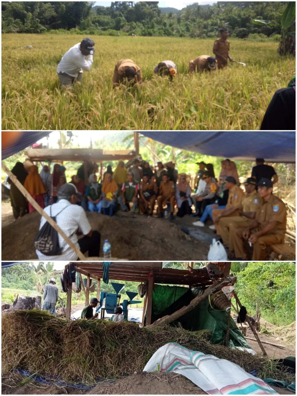 Wow! Petani Binaan Pemdes Kusubibi di Halmahera Selatan Panen Raya Padi Ladang Belasan Ton