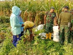 Wujud Kemanunggalan TNI – Rakyat Babinsa Koramil Kutorejo Bantu Petani Panen Jagung