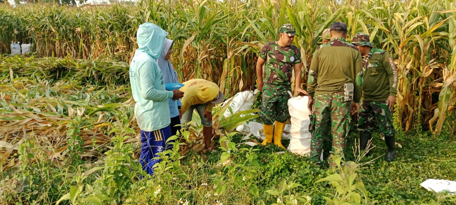 Wujud Kemanunggalan TNI - Rakyat Babinsa Koramil Kutorejo Bantu Petani Panen Jagung