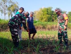 Terserang Hama Ulat Tanah, Babinsa Koramil 0815/18 Gondang Bantu Petani Jagung