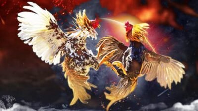 Telah Ditemukan Perjudian Sabung Ayam Di Desa Kedong Ombo, Kecamatan Tanjung Anom Warujayeng, Nganjuk Yang Belum Tersentuh Aparat Penegak Hukum