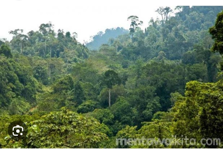 Diduga Koperasi Pajar Hutan Kehidupan Desa Sengkati Baru Beroperasi Di Wilayah Desa Simpang Rantau