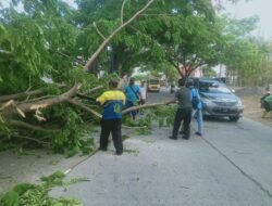 Pohon Tumbang, Babinsa Dawarblandong Dan Petugas PUPR  Lakukan Evakuasi