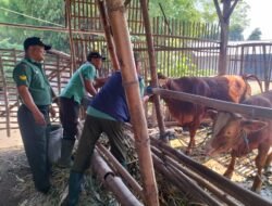 Pantau PMK, Koramil 0815/06 Kemlagi Bareng Distan Gencar Lakukan Vaksinasi