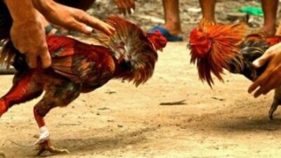 Masih Beraktivitasnya Perjudian Sabung Ayam, Dadu Dan Kletek di Kecamatan Durenan, Kabupaten Trenggalek Diduga 7 Orang Kelompok Mendirikan Kalangan