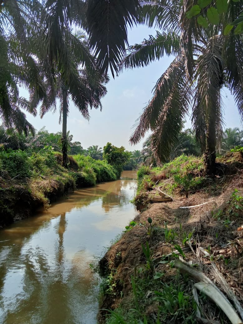 Di duga PT. IKU langgar PP Nomor 38 Tahun 2011 Tentang Sepadan Sungai