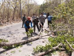 Gercep, Babinsa Koramil Dawarblandong Bareng Polsek & Relawan Evakuasi Pohon Tumbang