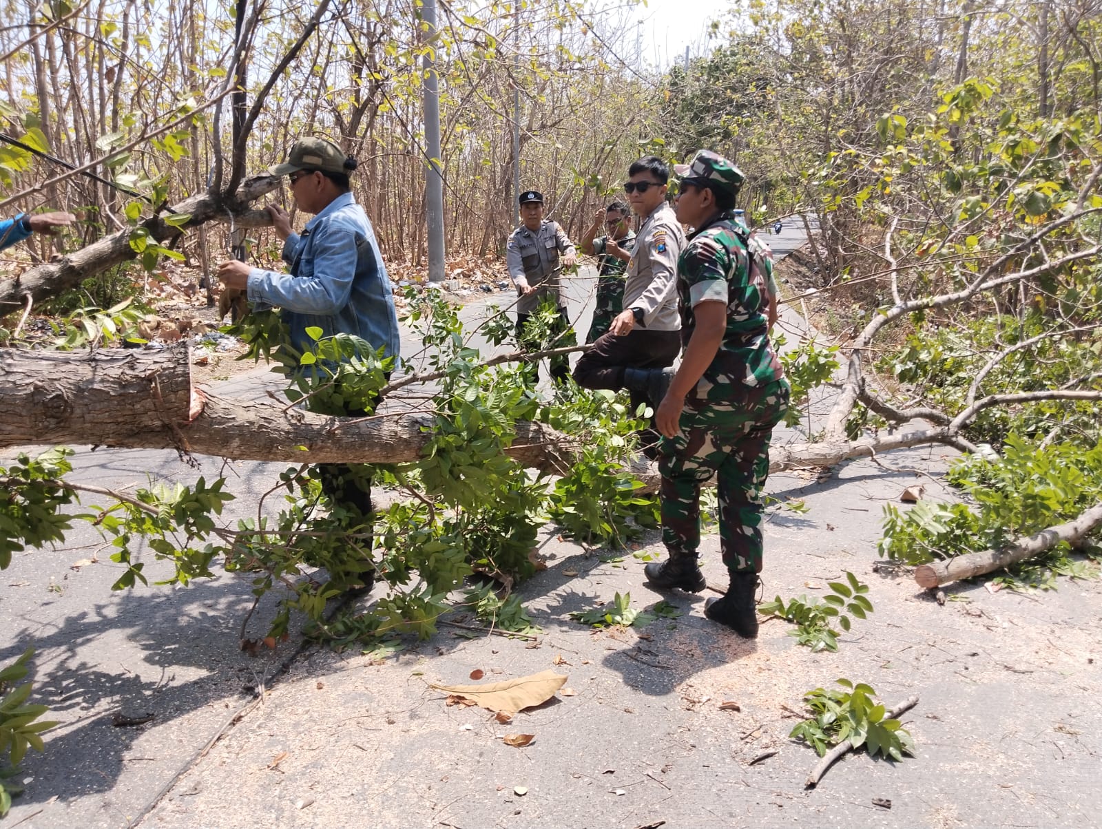 Gercep, Babinsa Koramil Dawarblandong Bareng Polsek & Relawan Evakuasi Pohon Tumbang