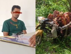 Pencurian Sawit Marak, Warga Mohon Perlindungan Kapolda Sumut