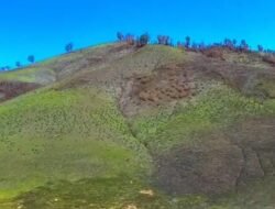Kawasan Savana Bromo di Taman Nasional Bromo Tengger Jawa Timur Kembali Menghijau