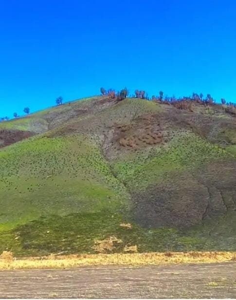 Kawasan Savana Bromo di Taman Nasional Bromo Tengger Jawa Timur Kembali Menghijau