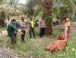 Harimau Diduga Kembali Terkam Sapi Milik Warga Banda Alam, Aceh Timur