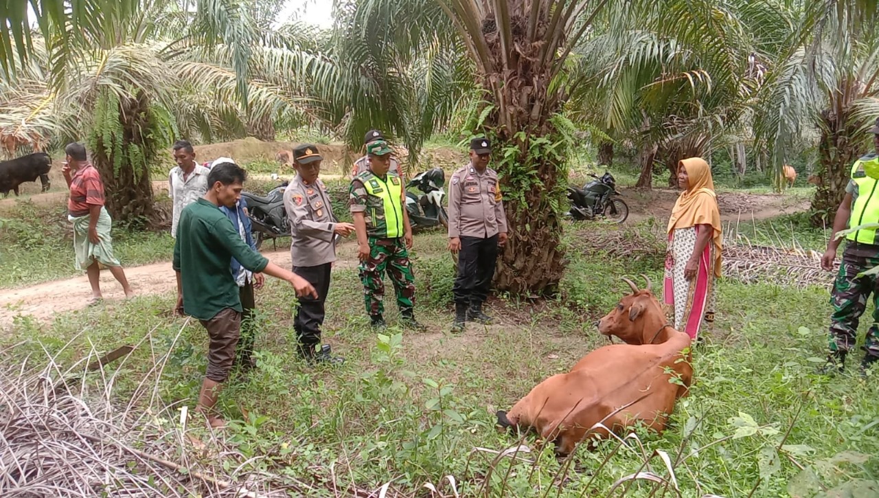 Harimau Diduga Kembali Terkam Sapi Milik Warga Banda Alam, Aceh Timur