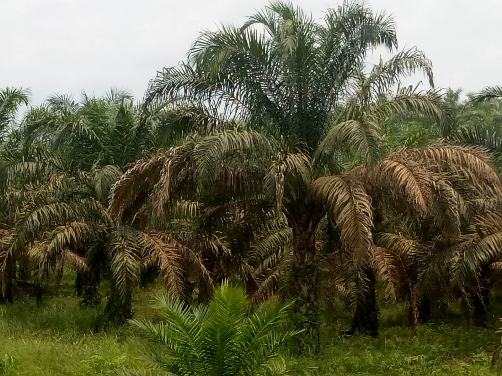 Diduga Akibat Limbah Batu Bara Sungai menjadi Dangkal Perkebunan Sawit Warga Terancam Mati