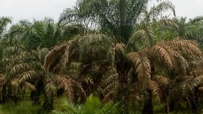 Diduga Akibat Limbah Batu Bara Sungai menjadi Dangkal Perkebunan Sawit Warga Terancam Mati