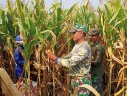 Dukung Ketahanan Pangan, Babinsa Koramil Kutorejo Bantu Petani Panen Jagung