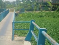 Dinas PUPR Jombang Bakal Bersihkan Eceng Gondok