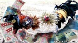 Masih Beraktivitasnya Perjudian Sabung Ayam di Dusun Cokro Desa Sukoanyar, Kecamatan Pakis, APH TUTUP MATA !!